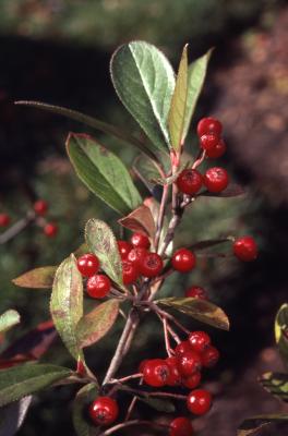 Aronia arbutifolia (L.) Pers. (red chokeberry), leaves and berries on stem