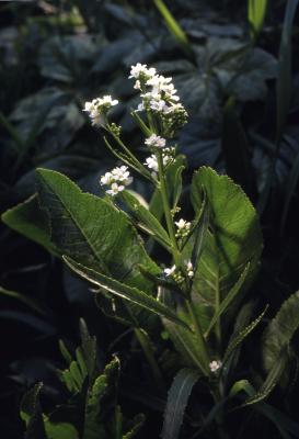 Armoracia rusticana P.G. Gaertn., B. Mey. & Scherb. (horseradish), leaves, stems, flowers
