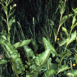 Armoracia rusticana G.Gaertn., B.Mey. & Scherb. (horseradish), leaves, habit