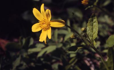 Arnica latifolia Bong. (broadleaf arnica), flower