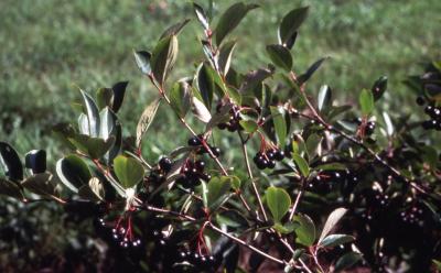 Aronia melanocarpa (Michx.) Elliott (black chokeberry), berries and leaves on twigs
