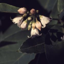 Apocynum androsaemifolium L. (spreading dogbane), close-up of flowers with leaves