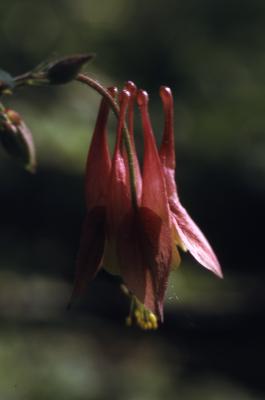 Aquilegia canadensis L. (columbine), opening flower detail