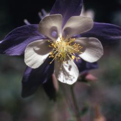 Aquilegia coerulea (Colorado columbine), close-up of flower detail