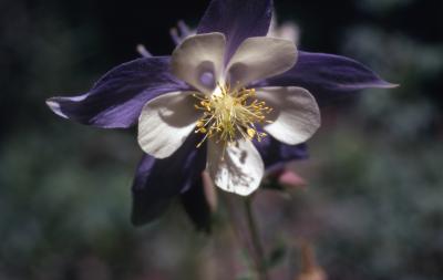 Aquilegia coerulea (Colorado columbine), close-up of flower detail