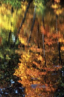 Tree reflections on Arbor Lake