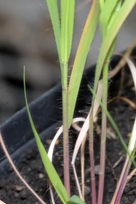 Bouteloua curtipendula (Michx.) Torr. (side-oats grama grass), seedling, stem
