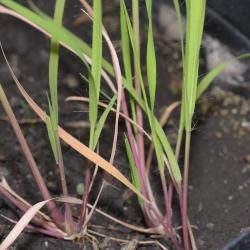 Bouteloua curtipendula (Michx.) Torr. (side-oats grama grass), seedlings