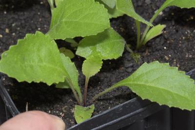 Parthenium integrifolium L. (wild quinine), seedling, leaves, upper surface 