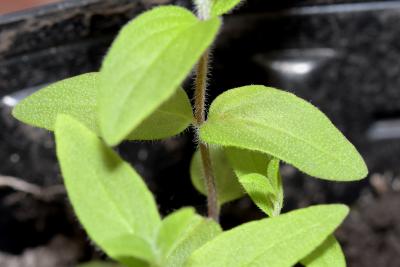 Pycnanthemum pilosum (American mountain mint), seedling, leaves, upper surface