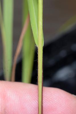 Panicum virgatum L. (switch grass), seedling, stem 