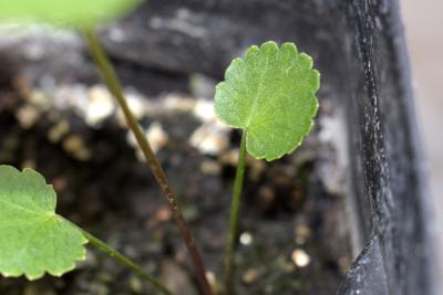 Zizia aptera (A. Gray) Fernald (heart-leaved meadow-parsnip), seedling, leaves, upper surface 