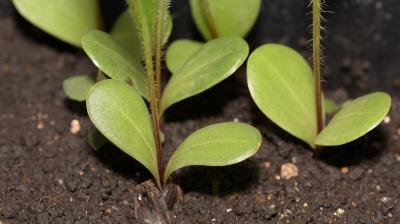 Silphium laciniatum L. (compass plant), seedlings, leaves, upper surface