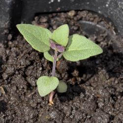 Verbena stricta (hoary vervain), seedling, leaves, upper surface 