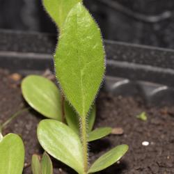 Silphium terebinthinaceum Jacq. (prairie dock), seedling, leaf, upper surface