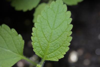 Teucrium canadense (germander), seedling, leaf, upper surface