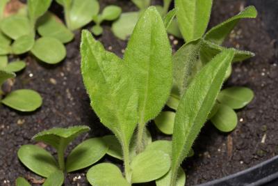 Silphium integrifolium Michx. (rosinweed), seedling, leaves, upper surface 