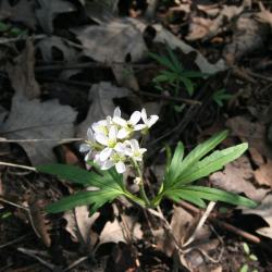 Cardamine concatenata (Michx.) O.Schwarz (toothwort), flowers