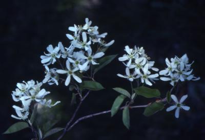 Amelanchier laevis Wiegand (Allegheny serviceberry), flowers