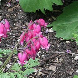 Dicentra ‘King of Hearts’ (King of Hearts bleeding heart), flowers