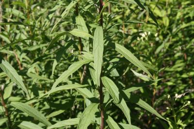 Doellingeria umbellata (Mill.) Nees (flat-topped aster), leaves