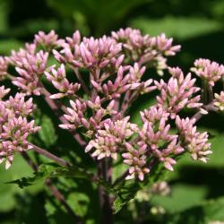 Eutrochium dubium ‘Little Joe’ (Little Joe coastal plain Joe Pye weed), flower buds
