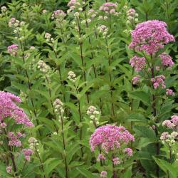 Eutrochium dubium ‘Little Joe’ (Little Joe coastal plain Joe Pye weed), flowers