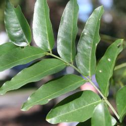 Styphnolobium japonicum (L.) Schott. (Japanese scholar tree), leaves