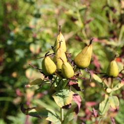 Hypericum pyramidatum Aiton (great St. John’s wort), fruit