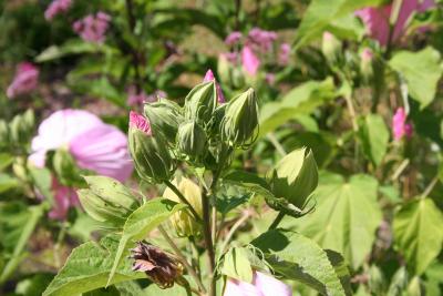 Hibiscus moscheutos L. (common rose-mallow), flower buds