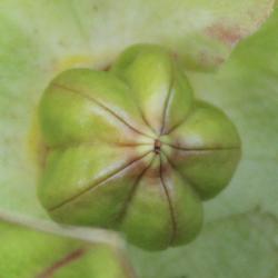 Hibiscus palustris L. (swamp rose mallow), fruit