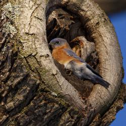Eastern Bluebird in a Tree Cavity Joy Path