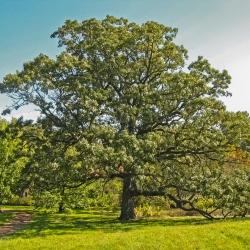Bur Oak in Summer