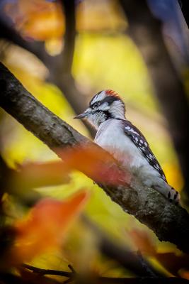 Downy Woodpecker East Woods with Fall Leaves 