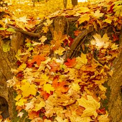 Fallen Maple leaves on an Old Tree Trunk
