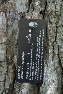 Bur Oak Plant Tag