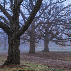 Fog in the Oak Collection in late Fall