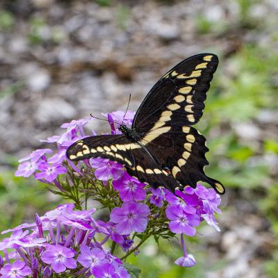 Black Swallowtail on Phlox in Summer