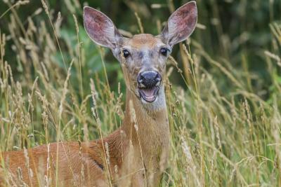 Cheerful White Tailed Deer on the West Side