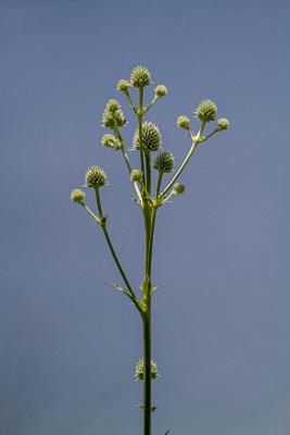 Eryngium yuccifolium in the Schulenberg Prairie