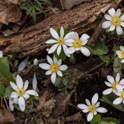 Spring Bloodroot and Log in the East Woods