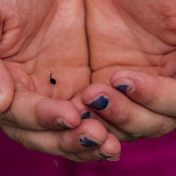 Hands of a Child Holding a Tiny Tadpole
