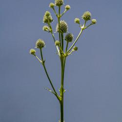 Eryngium yuccifolium in the Schulenberg Prairie