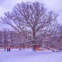 Bur Oak in Winter with Hikers
