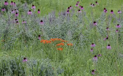 Coneflowers, Butterfly Weed and Leadplant in June in The Schulenberg Prairie