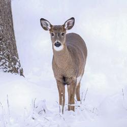 Deer in Winter with snow East side