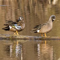 Blue Winged Teal Pair on a Log