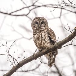 Barred Owl Near Big Rock Visitor's Center
