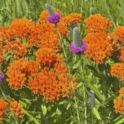 Orange Butterfly Weed and Purple Prairie Clover