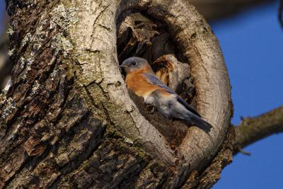 Eastern Bluebird in a Tree Cavity Joy Path
